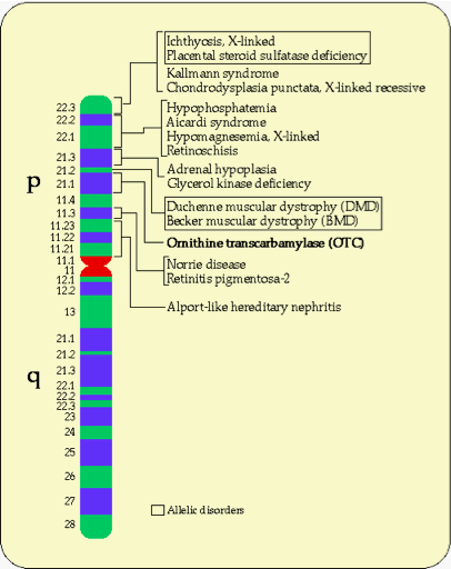 PictureofXchromosome